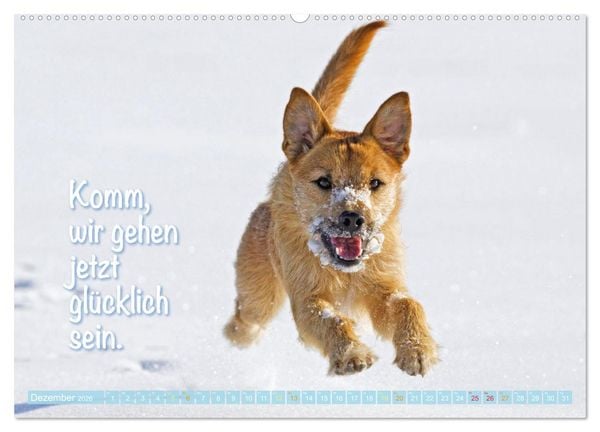 Produktbild: Jack Russell Terrier: Komm spielen (Wandkalender 2026 DIN A2 quer), CALVENDO Monatskalender