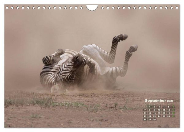 Produktbild: WILDE TIERE IN AKTION (Wandkalender 2026 DIN A4 quer), CALVENDO Monatskalender