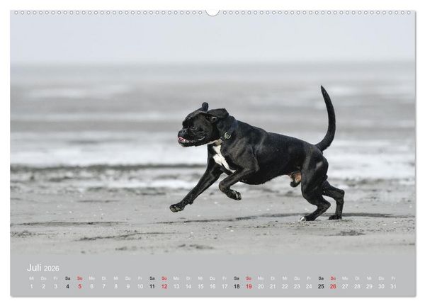 Produktbild: Boxer - charmante Herzensbrecher (Wandkalender 2026 DIN A2 quer), CALVENDO Monatskalender