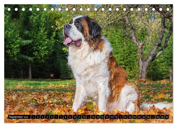 Produktbild: Bernhardiner - Gigant auf vier Pfoten (Tischkalender 2026 DIN A5 quer), CALVENDO Monatskalender