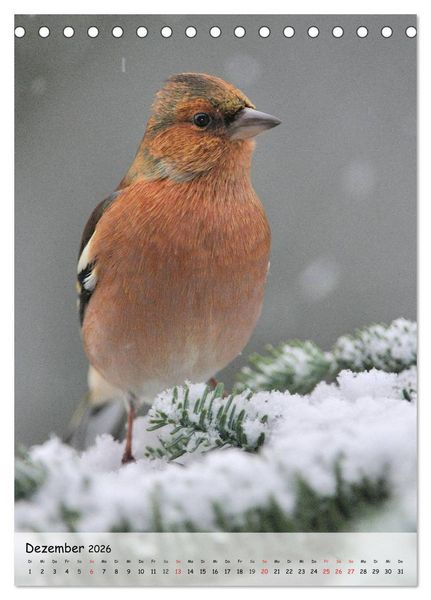 Produktbild: V&ouml;gel im heimischen Garten (Tischkalender 2026 DIN A5 hoch), CALVENDO Monatskalender