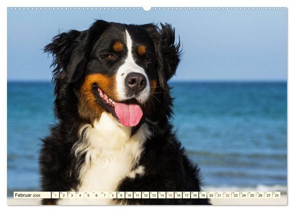 Produktbild: Berner Sennenhunde am Strand (Wandkalender 2026 DIN A2 quer), CALVENDO Monatskalender