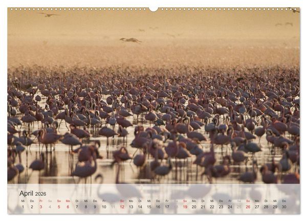 Produktbild: Flamingo Impressionen 2026 (hochwertiger Premium Wandkalender 2026 DIN A2 quer), Kunstdruck in Hochglanz