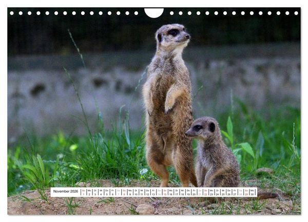 Produktbild: Erdm&auml;nnchen - Die Kobolde im Tierreich (Wandkalender 2026 DIN A4 quer), CALVENDO Monatskalender