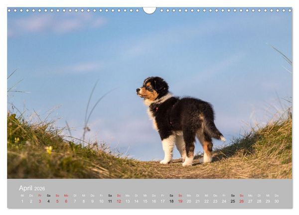 Produktbild: Australian Shepherd 2026 (Wandkalender 2026 DIN A3 quer), CALVENDO Monatskalender