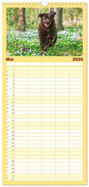 Produktbild: Familienplaner 2026 - Neufundl&auml;nder - Ein b&auml;renstarker Freund mit 5 Spalten (Wandkalender, 21 x 45 cm) CALVENDO