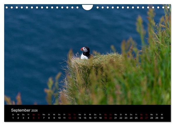 Produktbild: Puffins - V&ouml;gel des Nordens (Wandkalender 2026 DIN A4 quer), CALVENDO Monatskalender