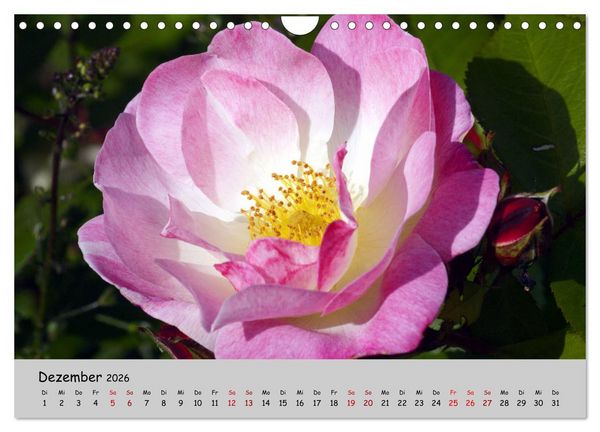 Produktbild: Blumen &uuml;berall, zur Freude Menschen (Wandkalender 2026 DIN A4 quer), CALVENDO Monatskalender