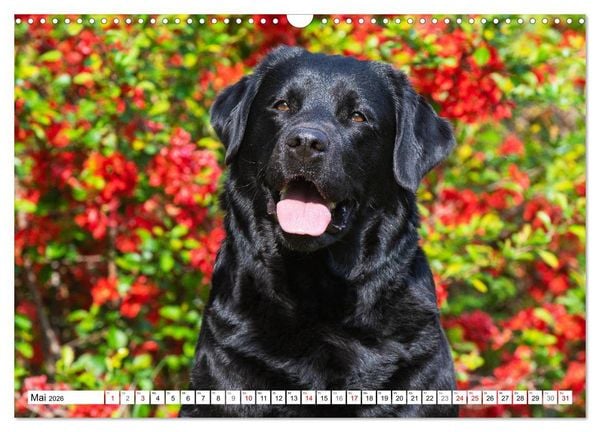 Produktbild: Freund auf 4 Pfoten - Labrador Retriever (Wandkalender 2026 DIN A3 quer), CALVENDO Monatskalender