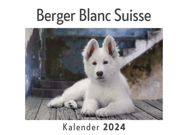 Produktbild: Berger Blanc Suisse (Wandkalender 2024, Kalender DIN A4 quer, Monatskalender im Querformat mit Kalendarium, Das perfekte Geschenk)