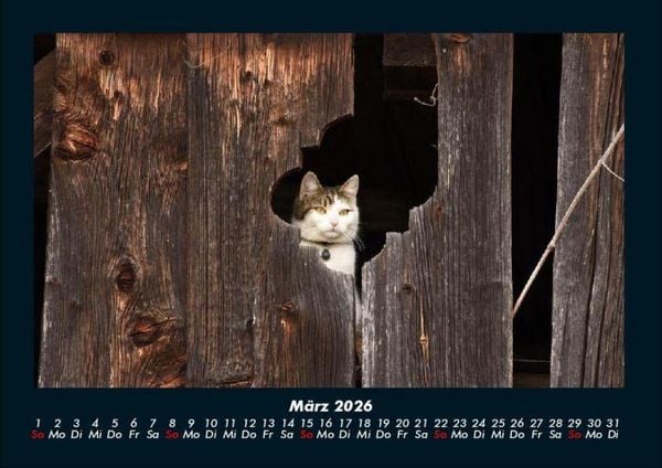 Produktbild: F&uuml;r Katzenfreunde 2026 Fotokalender DIN A4