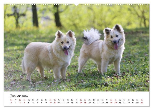 Produktbild: Islandhunde (Wandkalender 2026 DIN A2 quer), CALVENDO Monatskalender