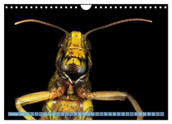 Produktbild: INSEKTENGESICHTER (Wandkalender 2027 DIN A4 quer), CALVENDO Monatskalender