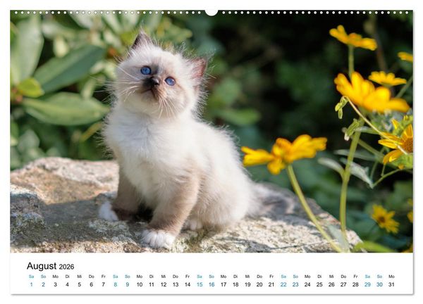 Produktbild: Heilige Birma Kitten - ein Traum auf wei&szlig;en Pf&ouml;tchen (Wandkalender 2026 DIN A2 quer), CALVENDO Monatskalender
