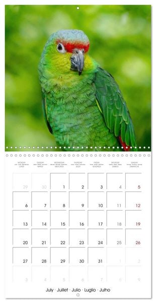 Produktbild: Wonderful Birds (Wall Calendar 2026 12 &times; 12 Inch) CALVENDO 12 Month Wall Calendar