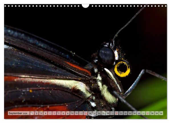 Produktbild: Schmetterlinge - zarte Gesch&ouml;pfe der Natur (Wandkalender 2026 DIN A3 quer), CALVENDO Monatskalender