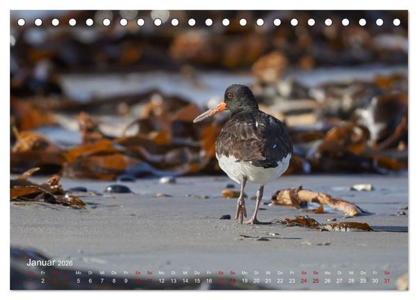 Produktbild: V&ouml;gel an Deutschlands K&uuml;sten (Tischkalender 2026 DIN A5 quer), CALVENDO Monatskalender