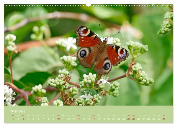 Produktbild: Fauna trifft Flora - Tierischer Besuch im Pflanzenreich (Wandkalender 2026 DIN A2 quer), CALVENDO Monatskalender