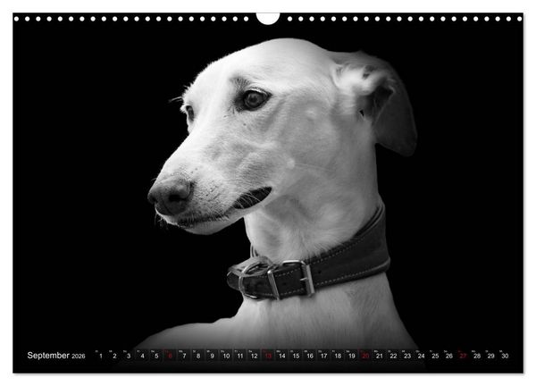 Produktbild: Galgo Espa&ntilde;ol - der spanische Windhund 2026 (Wandkalender 2026 DIN A3 quer), CALVENDO Monatskalender
