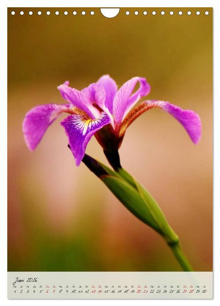 Produktbild: Florale Meisterwerke der Natur (Wandkalender 2026 DIN A4 hoch), CALVENDO Monatskalender