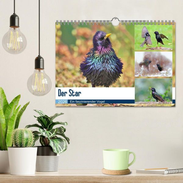 Produktbild: Der Star (Wandkalender 2026 DIN A4 quer), CALVENDO Monatskalender
