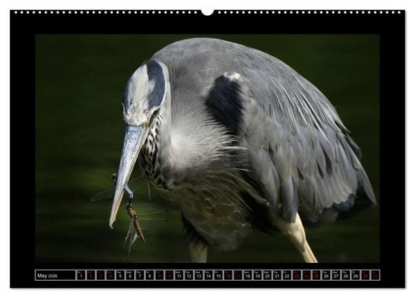Produktbild: The heron parade (Wall Calendar 2026 DIN A2 landscape), CALVENDO 12 Month Wall Calendar