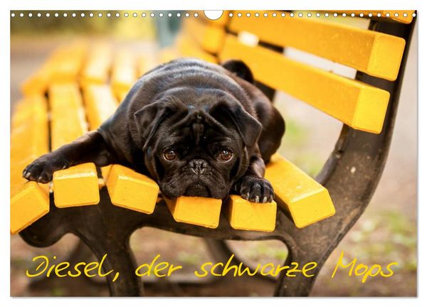 Produktbild: Diesel, der schwarze Mops (Wandkalender 2026 DIN A3 quer), CALVENDO Monatskalender