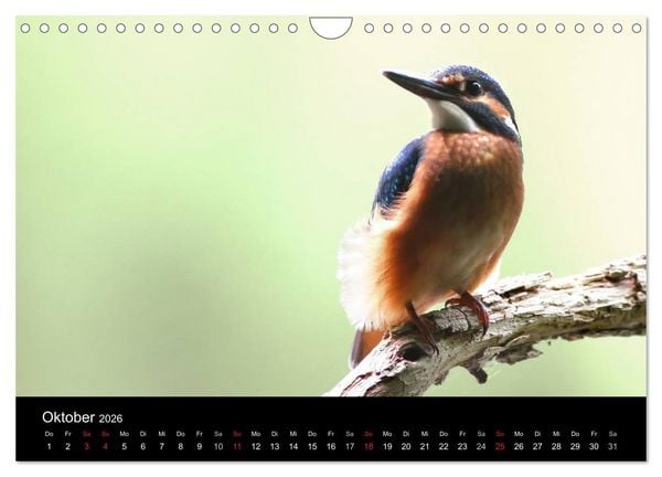 Produktbild: IM LAND DER EISV&Ouml;GEL (Wandkalender 2026 DIN A4 quer), CALVENDO Monatskalender
