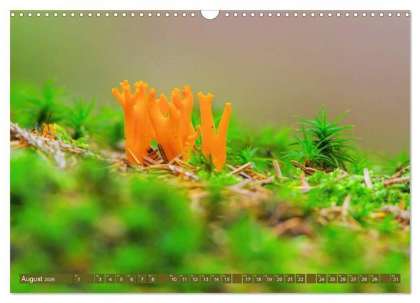 Produktbild: Die bunte Welt der Pilze (Wandkalender 2026 DIN A3 quer), CALVENDO Monatskalender