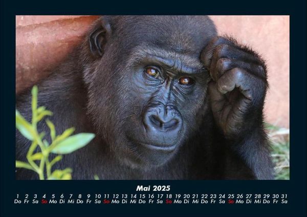 Produktbild: Der Tierkalender 2025 Fotokalender DIN A4
