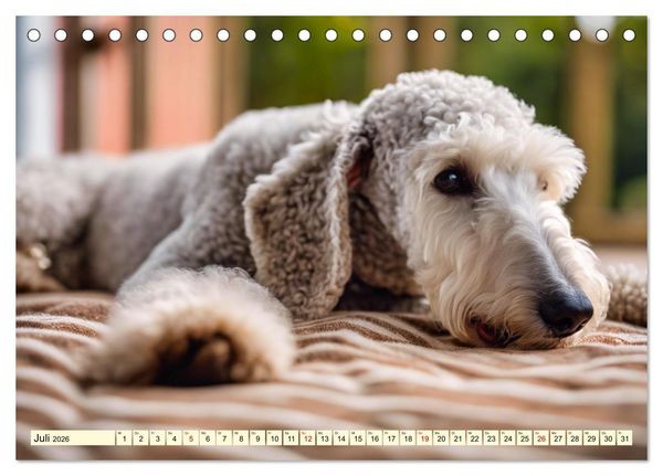 Produktbild: Bedlington Terrier - Hunde im Schafspelz (Tischkalender 2026 DIN A5 quer), CALVENDO Monatskalender