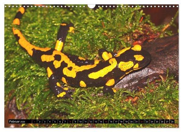 Produktbild: Im Revier der Salamander (Wandkalender 2026 DIN A3 quer), CALVENDO Monatskalender