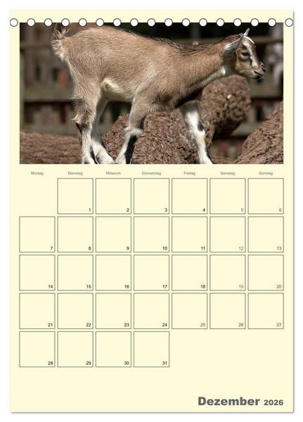 Produktbild: Zwergziegen (Tischkalender 2026 DIN A5 hoch), CALVENDO Monatskalender