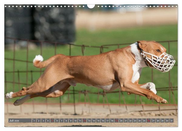 Produktbild: Eine Reise in die Welt der Basenjis (Wandkalender 2026 DIN A3 quer), CALVENDO Monatskalender