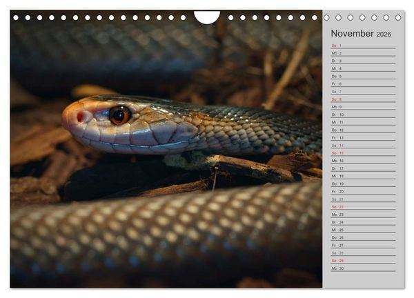Produktbild: Schlangen und Co. - Faszination pur (Wandkalender 2026 DIN A4 quer), CALVENDO Monatskalender