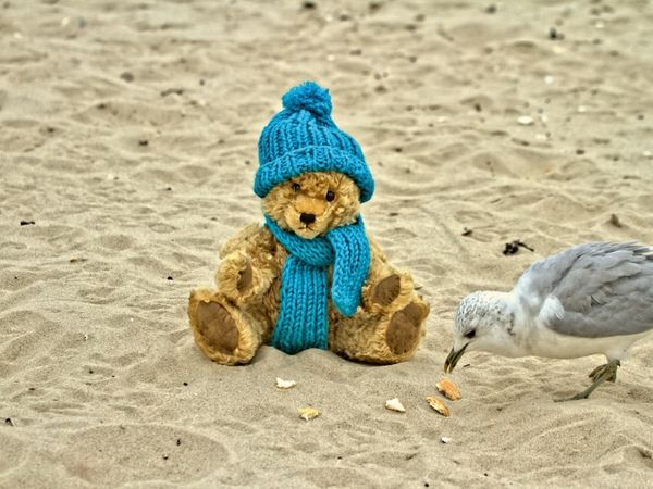 Produktbild: CALVENDO Puzzle Teddy Sammy am Strand | 1000 Teile Lege-Gr&ouml;&szlig;e 64x48cm Foto-Puzzle f&uuml;r gl&uuml;ckliche Stunden