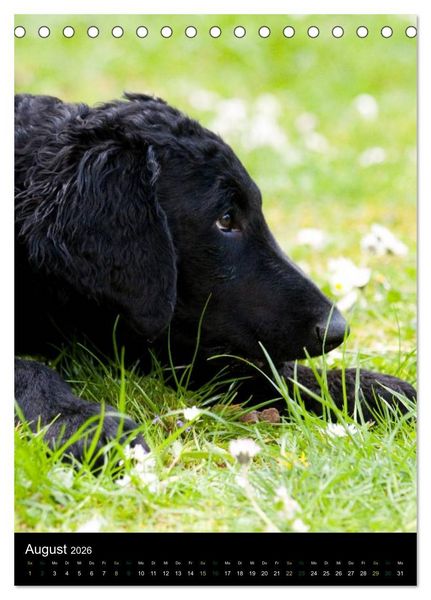 Produktbild: Curly Coated Retriever 2026 (Tischkalender 2026 DIN A5 hoch), CALVENDO Monatskalender