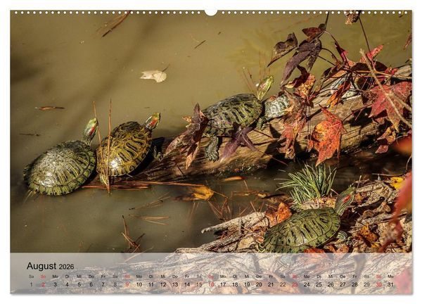 Produktbild: Kleine Reptilien (hochwertiger Premium Wandkalender 2026 DIN A2 quer), Kunstdruck in Hochglanz