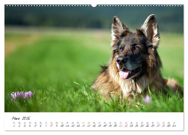 Produktbild: Zauberhafte Langhaar Sch&auml;ferhunde (hochwertiger Premium Wandkalender 2026 DIN A2 quer), Kunstdruck in Hochglanz