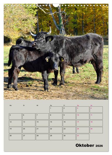Produktbild: Kuhportraits Hornk&uuml;he (Wandkalender 2026 DIN A3 hoch), CALVENDO Monatskalender