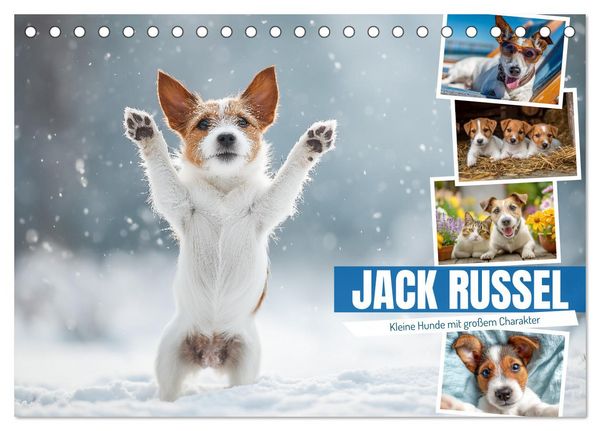 Produktbild: JACK RUSSEL - Kleine Hunde mit gro&szlig;em Charakter (Tischkalender 2026 DIN A5 quer), CALVENDO Monatskalender