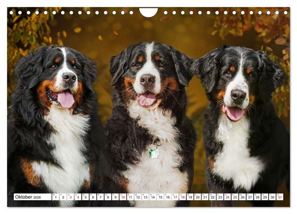 Produktbild: Berner Sennenhunde - Freunde f&uuml;r ein ganzes Leben (Wandkalender 2026 DIN A4 quer), CALVENDO Monatskalender