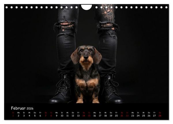 Produktbild: Coole Typen - Rauhaardackel (Wandkalender 2026 DIN A4 quer), CALVENDO Monatskalender