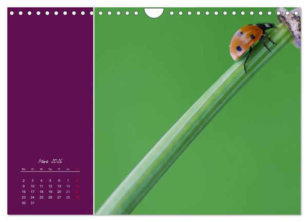 Produktbild: Momente des Gl&uuml;cks (Wandkalender 2026 DIN A4 quer), CALVENDO Monatskalender