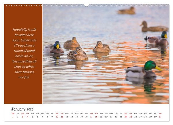 Produktbild: Animals like humour (High Quality Premium Wall Calendar 2026 DIN A2 landscape),CALVENDO 12 Month Wall Calendar