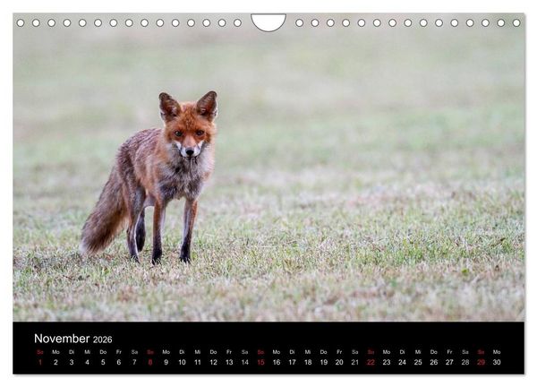 Produktbild: F&uuml;chse in freier Natur (Wandkalender 2026 DIN A4 quer), CALVENDO Monatskalender