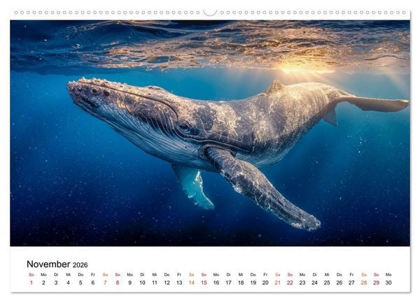 Produktbild: Wale - ein Jahr voller Meer (hochwertiger Premium Wandkalender 2026 DIN A2 quer), Kunstdruck in Hochglanz