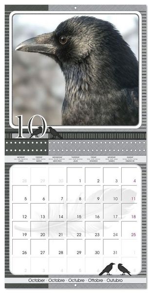 Produktbild: Saar, I: Crows. Portraits of Intelligence. Cleverly schedule