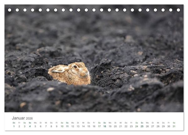 Produktbild: Feldhasen - dem Langohr auf der Spur (Tischkalender 2026 DIN A5 quer), CALVENDO Monatskalender