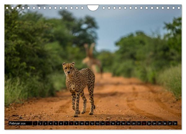 Produktbild: Afrikas wilde Tiere (Wandkalender 2026 DIN A4 quer), CALVENDO Monatskalender